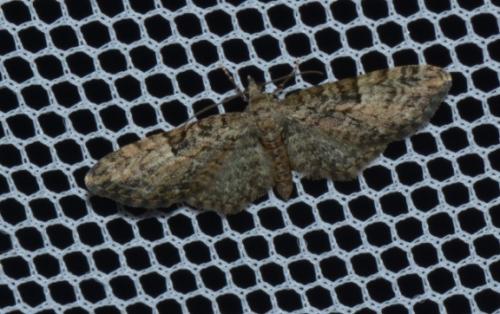 Réf. 180 350 : Eupithecia dodoneata